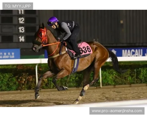 澳门赛马时间表2024详细安排及最新赛程更新全攻略